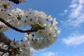 Spring white cherry blossom, almond blossom sky background. stretch ceiling picture Royalty Free Stock Photo