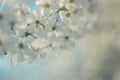 Spring white cherry blossom background Royalty Free Stock Photo