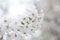 Spring white cherry blossom background Royalty Free Stock Photo