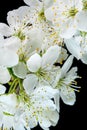 Spring white cherry flowers Royalty Free Stock Photo