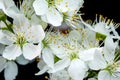 Spring white cherry flowers Royalty Free Stock Photo