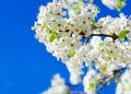 Spring white cherry flowers