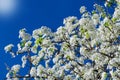 Spring white cherry flowers