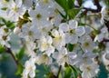 spring white cherry flowers