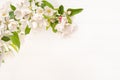 Spring White Crabapple Blossoms limb against White Board Wall Background with room or space for copy, text or your words.  Horizon Royalty Free Stock Photo