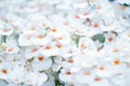 Spring White crocus Flowers on white background. Royalty Free Stock Photo