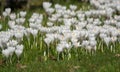 Spring white crocus flowers on green grass Royalty Free Stock Photo