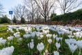 Spring white crocus flowers on green grass Royalty Free Stock Photo