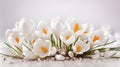 Spring White crocus Flowers on white background Royalty Free Stock Photo