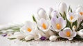 Spring White crocus Flowers on white background Royalty Free Stock Photo