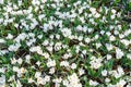 Spring white crocuses (macro) Royalty Free Stock Photo