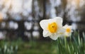 Spring white daffodils with orange corona in Park, Soft and selective focus. Beautiful closeup White flowers,flower Royalty Free Stock Photo