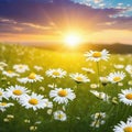 spring white daisy flowers blossom field banner