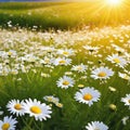 spring white daisy flowers blossom field banner