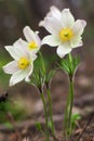 Spring white delicate flowers of Pulsatilla vernalis