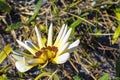 Spring White Flower Close-up in a Flower Bed in Calabria, Southern Italy Royalty Free Stock Photo