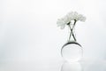 Spring white flower in glass round medical science laboratory flask