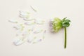 Spring white flower and petals isolated on light yellow background Royalty Free Stock Photo