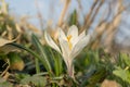 White flower Saffron Latin Crocus is a bulbous ornamental plant that grows among the grass in the garden Royalty Free Stock Photo