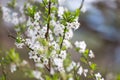 Spring white flower and sun