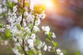 Spring white flower and sun