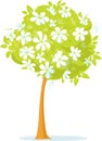 Spring White Flower Tree or Blooming Apple Tree - Vector