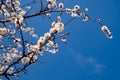 Spring white flowering branch of apricot tree. Royalty Free Stock Photo