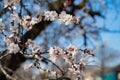 Spring white flowering branch of apricot tree. Royalty Free Stock Photo