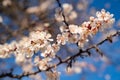 Spring white flowering branch of apricot tree. Royalty Free Stock Photo