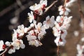 Spring white flowering branch of an apricot tree. Royalty Free Stock Photo