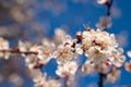 A spring white flowering branch of apricot tree. Royalty Free Stock Photo