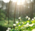 Spring white flowers blooming in forest on background of dawn Royalty Free Stock Photo