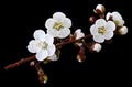 Spring white flowers on a branch isolated on black background with clipping path without shadows. Close-up. Flowers of apricot. Royalty Free Stock Photo