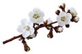 Spring white flowers on a branch isolated on white background with clipping path without shadows. Close-up. Flowers of apricot. Royalty Free Stock Photo