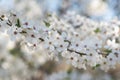 Spring white flowers on branch - mirabelle prune, cherry plum, closeup selective focus