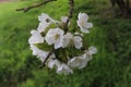 Cherry tree white flowers Royalty Free Stock Photo