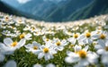 Spring white flowers closeup, beautiful spring flower background