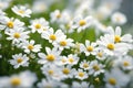 Spring white flowers closeup, beautiful spring flower background