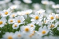 Spring white flowers closeup, beautiful spring flower background