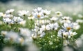 Spring white flowers closeup, beautiful spring flower background