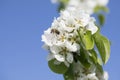 spring white flowers with dew drops and bee on blue sky background. Royalty Free Stock Photo