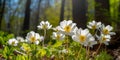Spring white flowers Forest Anemone windmill, beautiful morning sunlight in spring forest