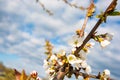 Spring flowers of a fruit tree. Plum blossom Royalty Free Stock Photo
