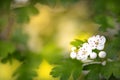 Spring white flowers of hawthorn on a green background. Selective focus