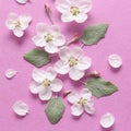 Spring white flowers and light green leaves on textural pink paper. Spring background for design and decoration