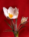 Spring white flowers on a red background