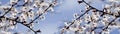 Spring white flowers on a tree against the blue sky. Panoramic spring cherry blossoms flowers. Royalty Free Stock Photo