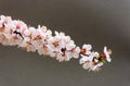 Apricot tree in bloom