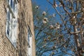 Spring white flowers on the window on the old Dutch street Royalty Free Stock Photo