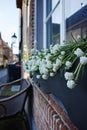 Spring white flowers on the window on the old Dutch street Royalty Free Stock Photo